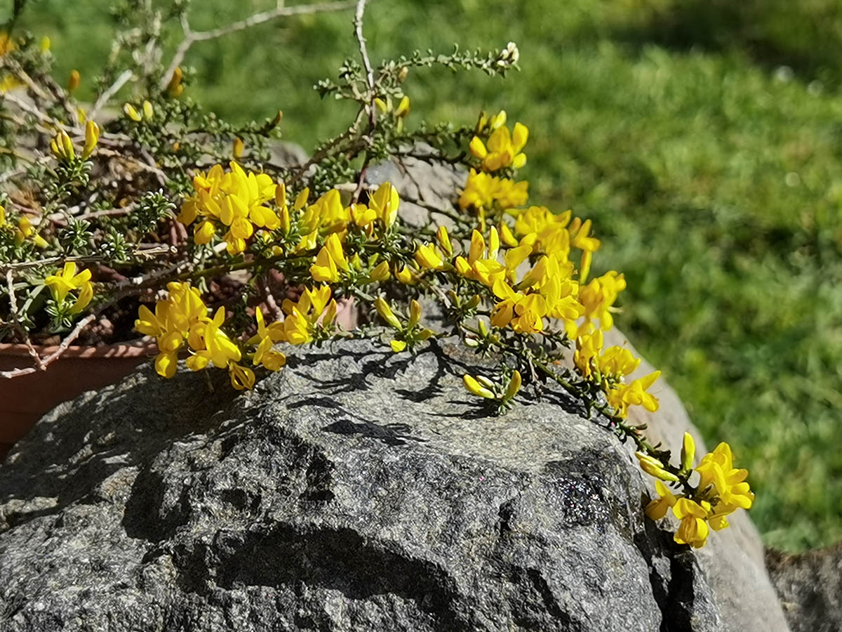 Anthyllis hermanniae 'Minor'